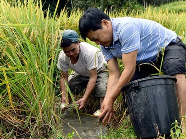 Nuôi cá trong ruộng bậc thang ở vùng cao Hà Giang