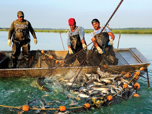 Thị trường cá da trơn Mỹ - Cuộc chiến không cân sức