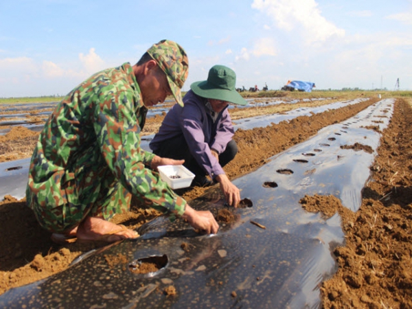 Trồng dưa hấu phủ bạt nilon trên đất lúa chuyển đổi