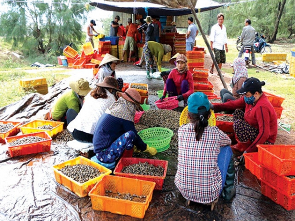 Thu nhập hàng chục tỷ đồng mỗi năm từ ốc hương