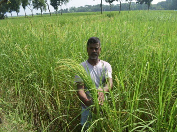 Bangladesh tìm ra giống lúa chống chịu mặn, bão