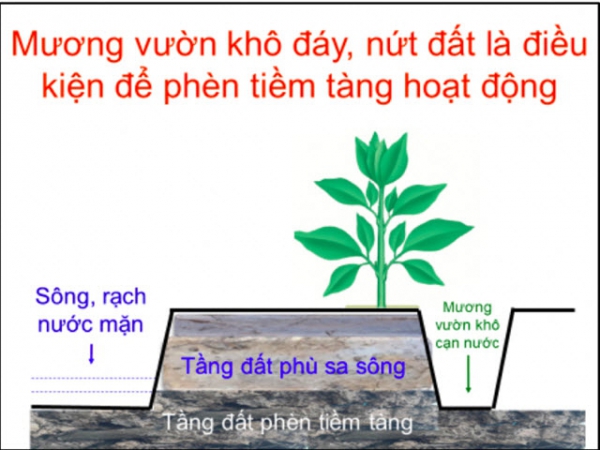 Phục hồi rễ vườn cây ăn trái sau hạn mặn