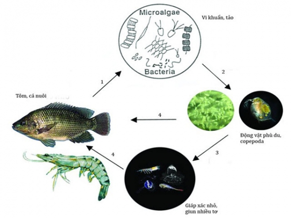 Copefloc - nuôi tôm bằng thức ăn tự nhiên.