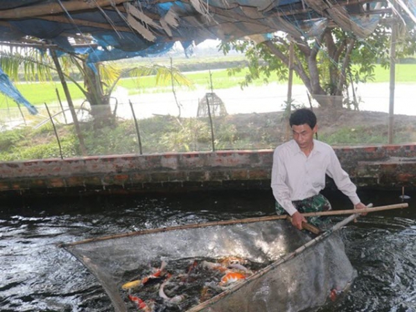 Hiệu quả kinh tế từ mô hình nuôi cá Koi giống