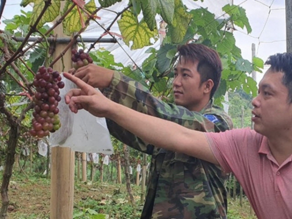 Kỹ sư giao thông đam mê cây ăn quả nhập nội