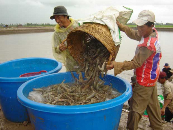 Năm 2025, tổng sản lượng nuôi trồng thủy sản đạt 5,6 triệu tấn/năm