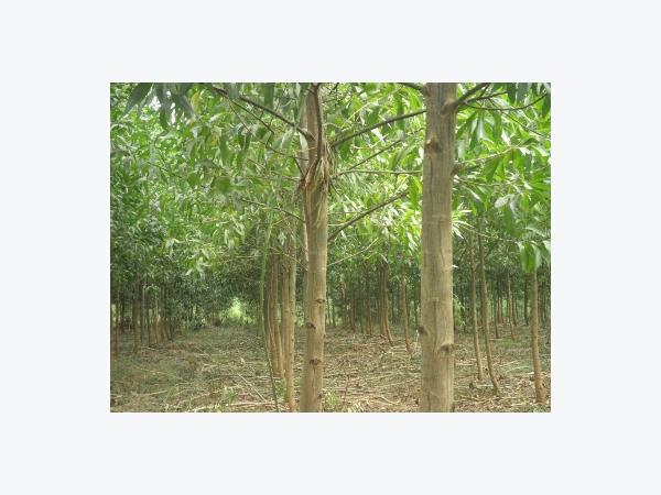 Kỹ thuật trồng cây keo thu hoạch gỗ nhanh