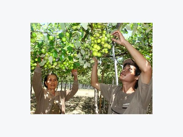 Chi tiết 59 về mô hình trồng táo thái lan hay nhất  Tin học Đông Hòa