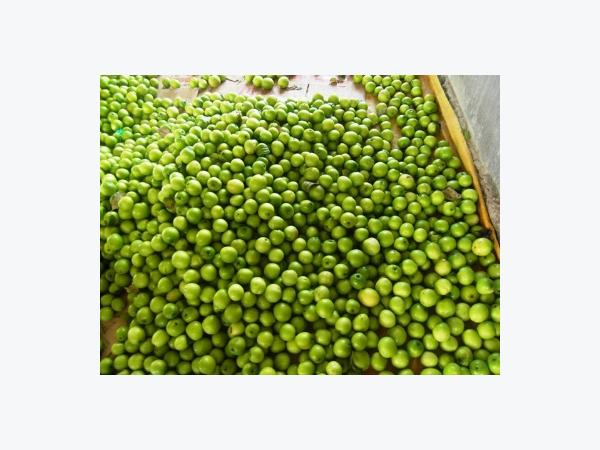 Táo Ninh Thuận giảm giá chỉ còn 5.000 đồng/kg