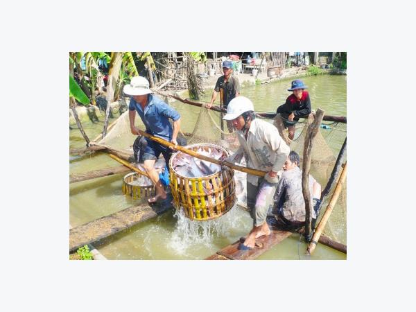 Cá tra sập bẫy thương lái Trung Quốc