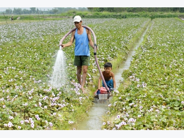 Chế phẩm giúp tăng năng suất, chất lượng khoai lang