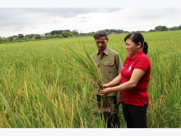 Bắc Giang phòng trừ bệnh vàng lá lúa