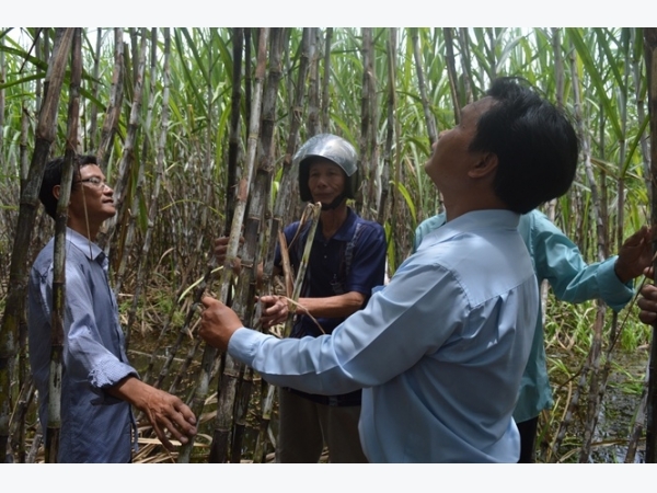 Hiệu quả phân lân Ninh Bình trên đất phèn Hậu Giang