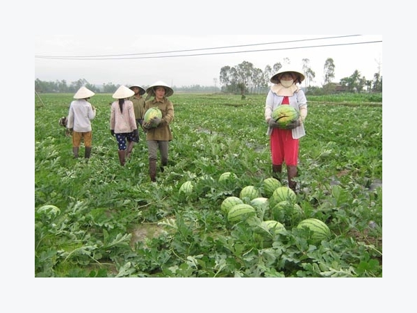 Canh tác dưa hấu theo VietGAP