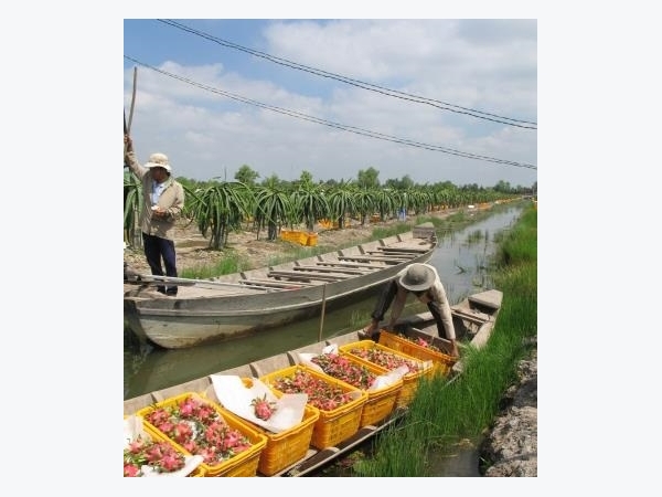 Tiền Giang: Giá thanh long tăng mạnh