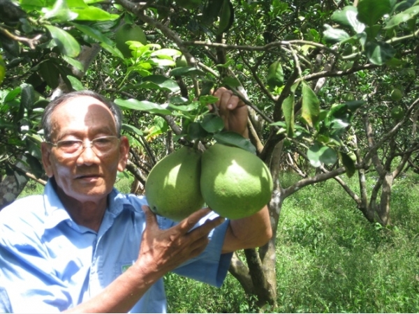 Chinh phục đất phèn thành công bằng cây bưởi Năm Roi