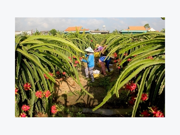 Để trái thanh long 'cập bến' những thị trường khó tính