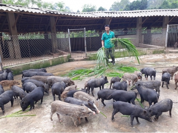 Cảm phục tấm gương lên núi nuôi lợn rừng, thu 2 tỷ đồng/năm