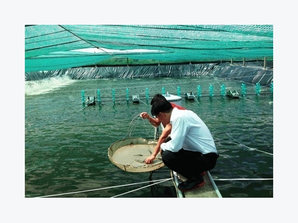 Nở rộ phong trào nuôi tôm trong nhà lưới công nghệ cao ở Hiệp Phước