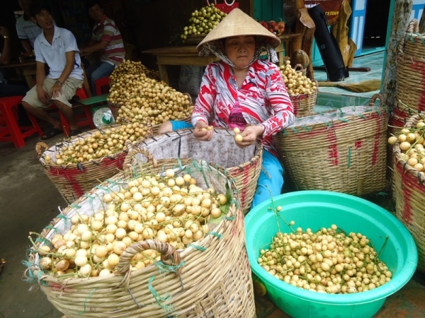 Thương lái không chọn trái cây VietGAP, thực sự họ mua gì?