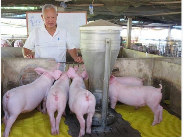 'Hai Mập' nuôi heo an toàn không bao giờ thua lỗ