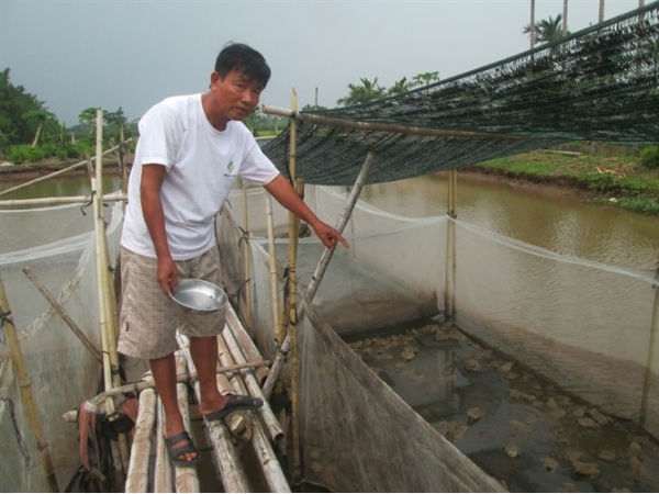 Bí quyết thành công của người có thâm niên 10 năm nuôi ếch Thái Lan