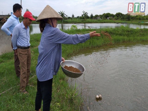 Hiệu quả mô hình nuôi tôm không sử dụng thuốc kháng sinh