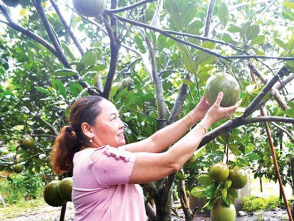 Phát triển mô hình trồng bưởi da xanh ở Sơn Bua