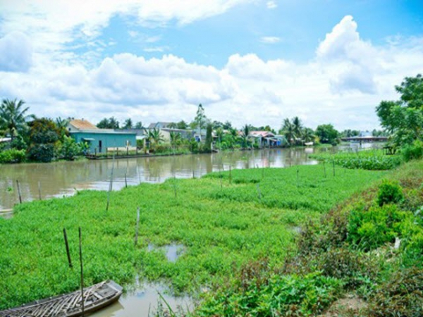 Mô hình trồng rau ngổ trên ao, rạch