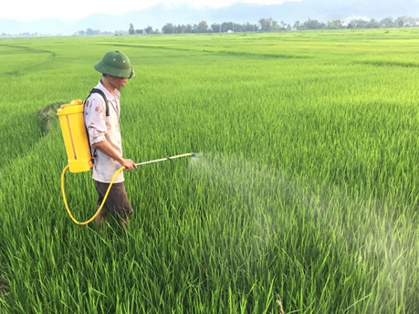 Kỹ thuật chăm sóc và phòng trừ sâu, bệnh trên lúa mùa