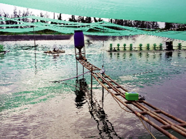 Phương pháp cho ăn bằng máy trong nuôi tôm