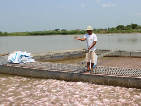 Một số lưu ý trong chăm sóc cá lồng mùa mưa lũ