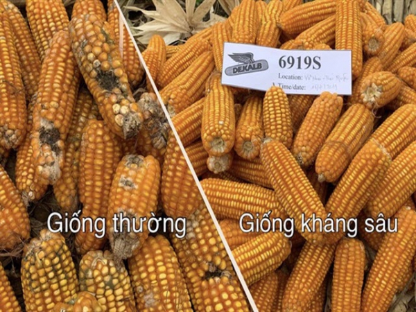 Công nghệ giống kháng sâu - khắc tinh của sâu keo mùa thu