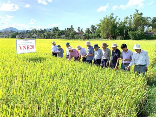 2 giống lúa thuần thế hệ mới