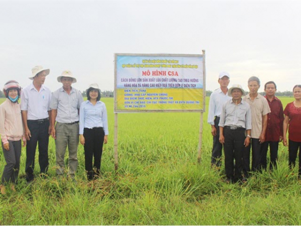 Đột phá trong thâm canh cây lúa