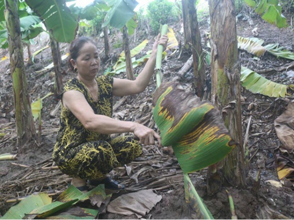 Tận thu lá chuối, lá dong thu nhập khá