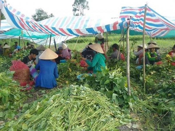 Trồng đậu nành rau được doanh nghiệp thưởng thêm vì sản phẩm an toàn