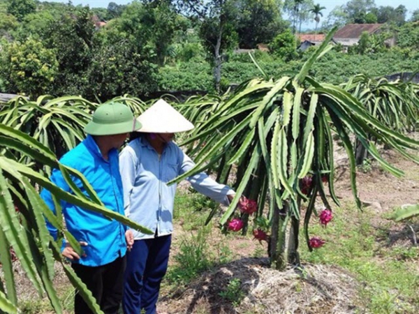 Thanh long ruột đỏ chinh phục đất cằn