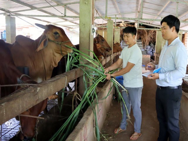 Nuôi bò thịt thu nhập ổn định