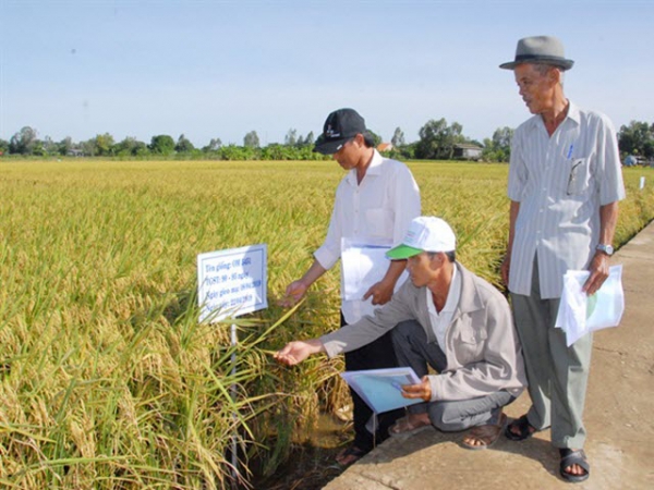 Đánh giá giống lúa chất lượng