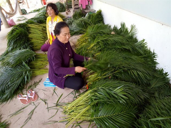 Trồng cau kiểng bán lá thu nhập khá