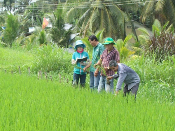 Giải pháp tối ưu phòng trừ bệnh cháy bìa lá