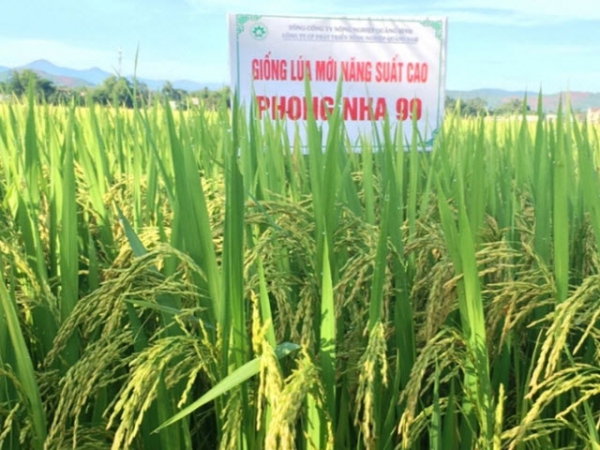 Giống lúa mới triển vọng Phong Nha 99