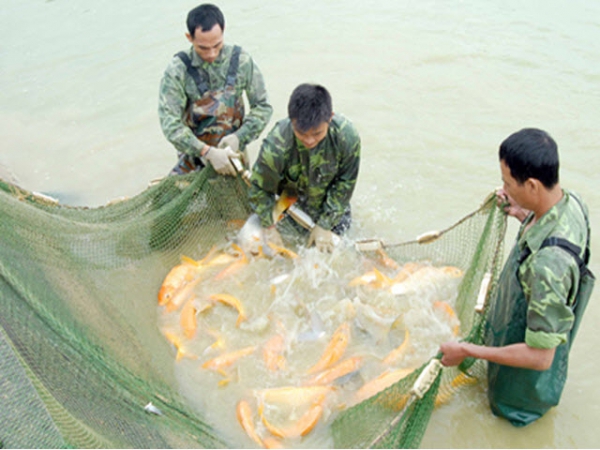 Lưu ý khi nuôi ghép thủy sản