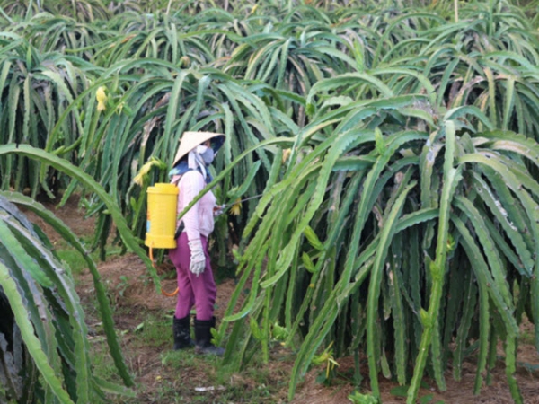 Tăng cường quản lý sinh vật gây hại trên cây thanh long