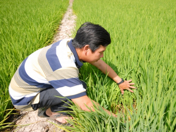 Bảo vệ lúa thu đông trong mùa mưa lũ