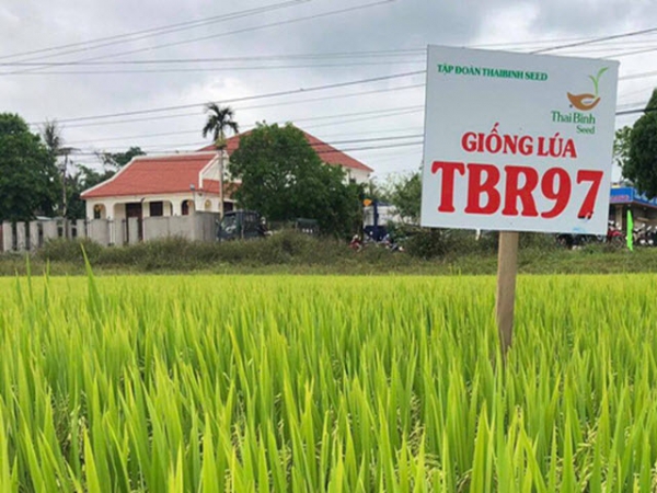 Giống lúa TBR97 cho năng suất khoảng 65 tạ/ha