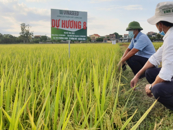 Dự Hương 8 bén đất Quảng Bình