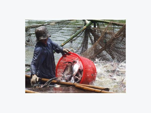 29 Trại Nuôi Cá Tra Tại Việt Nam Đã Đạt Chứng Nhận ASC