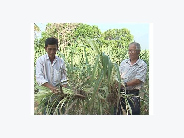 Khó Khăn Chuyển Đổi Cây Trồng Tại Những Vùng Trồng Mía Ninh Hòa (Khánh Hòa)